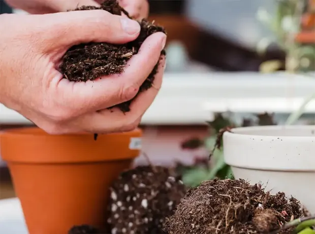 Description de l'image