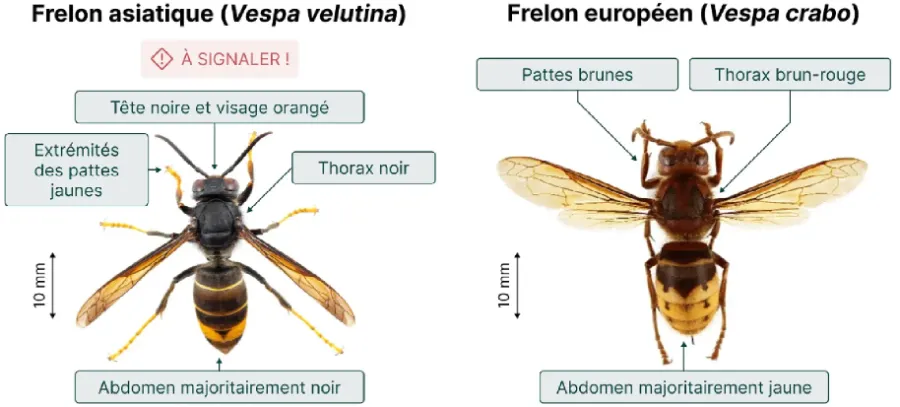 © frelonasiatique.ch