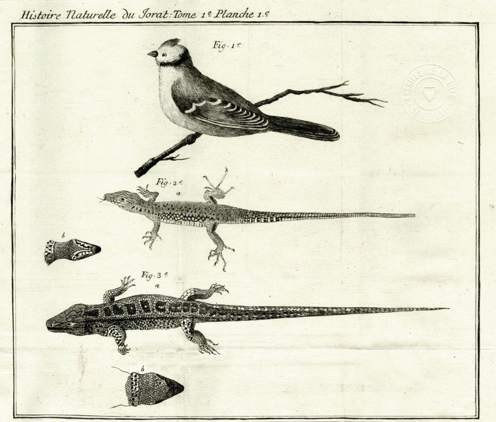 © AVL, cote REMA 1789/1