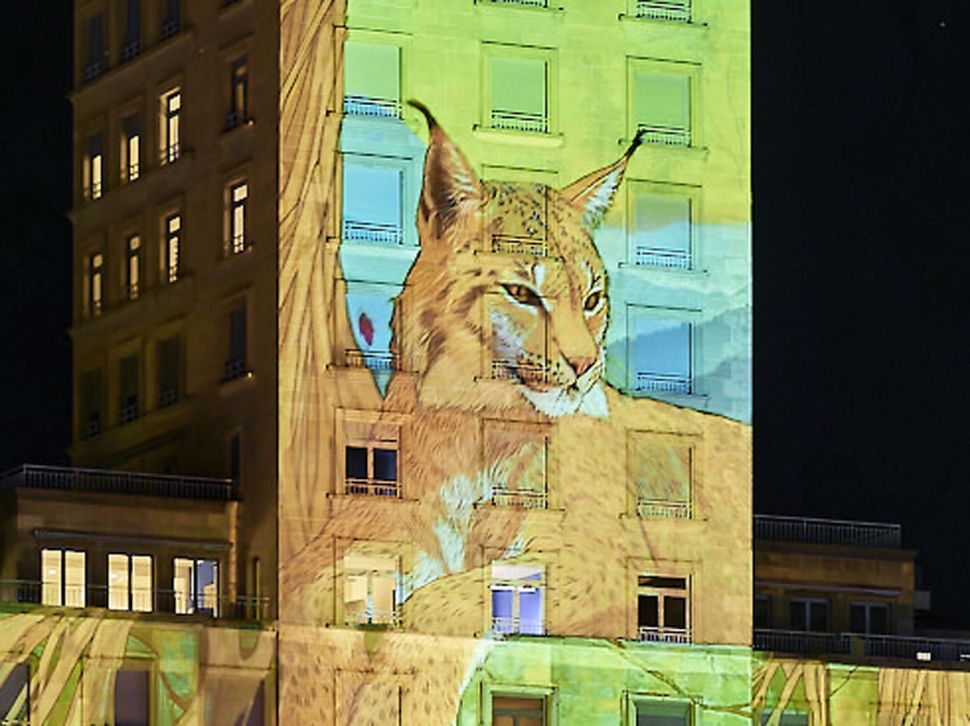 © Laurent Kaczor © Laurent Kaczor