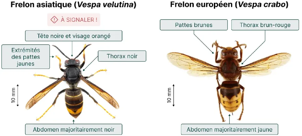 © frelonasiatique.ch