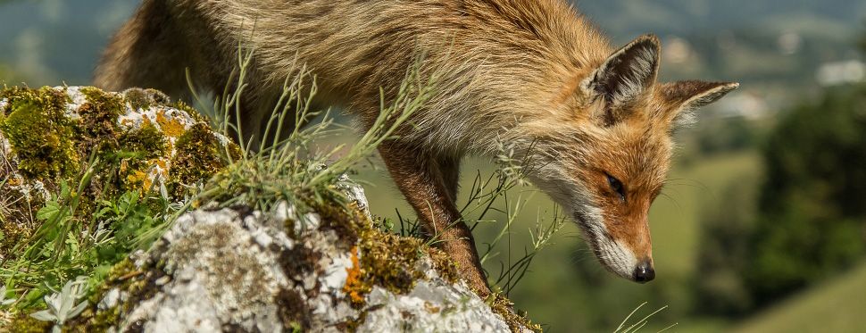 © Pierre-Alain Leresche – pa-photos.ch