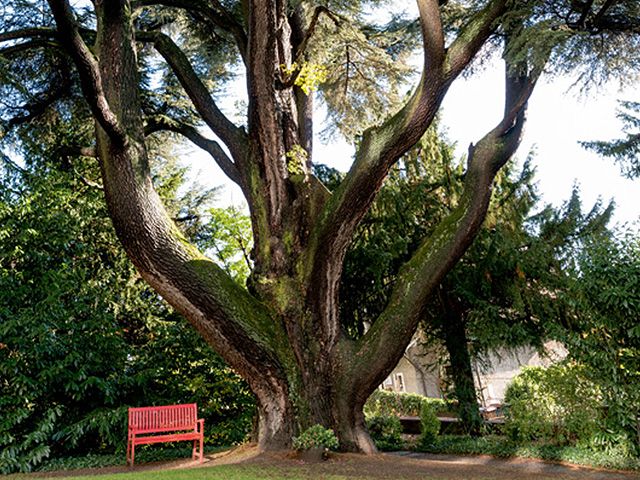 arbres