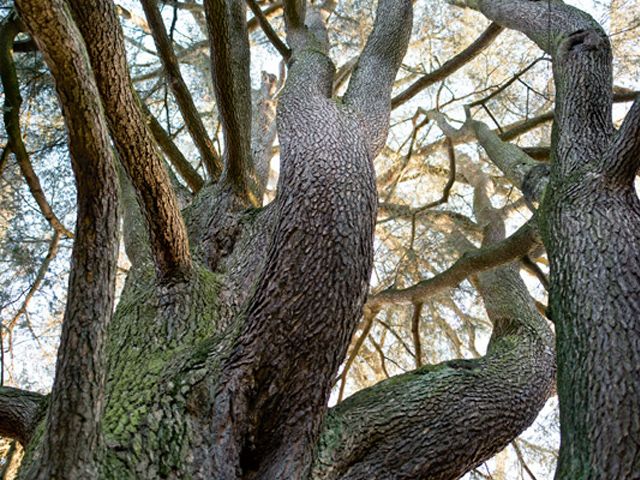 arbres