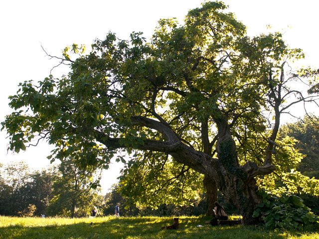 patrimoine arbore