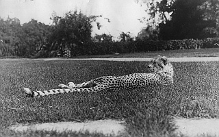 4_ihi_le_guepard_dans_le_jardin_du_denantou Ihi le guépard dans le jardin du Denantou.