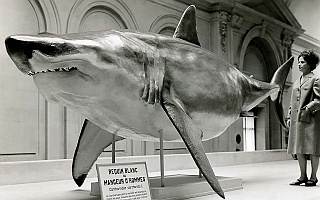 Requin-manequin_02-ok.tif Le 28 mai 1958, le requin est présenté au public pour la première fois sur son nouveau podium.