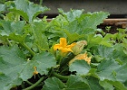 Potagers à l'APEMS de Prélaz