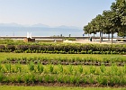 Esplanade de Montbenon