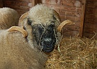 valter-spinazza-012.JPG