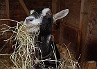 valter-spinazza-013.JPG
