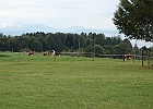 valter-spinazza-022.JPG