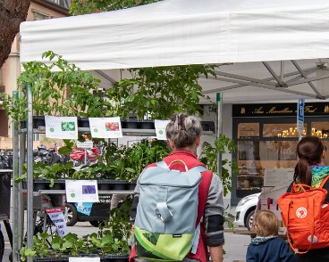 fete_nature_ville_grancy-12 Fête de la Nature sur le Boulevard de Grancy. Vente de Plantons, ateliers hôtels à insectes, associations et plantages participatifs dans le quartier