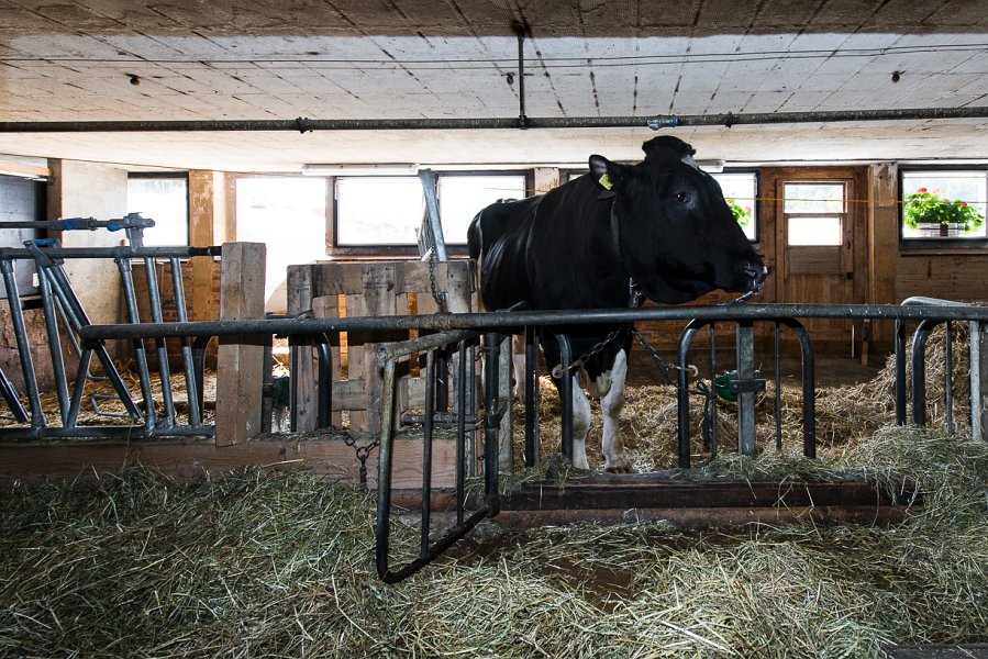 saugealles-100e-mano-vdl-026