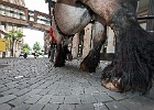 Cheval urbain au centre ville