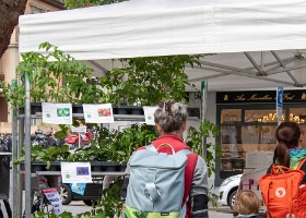 fete_nature_ville_grancy-12 Fête de la Nature sur le Boulevard de Grancy. Vente de Plantons, ateliers hôtels à insectes, associations et plantages participatifs dans le quartier