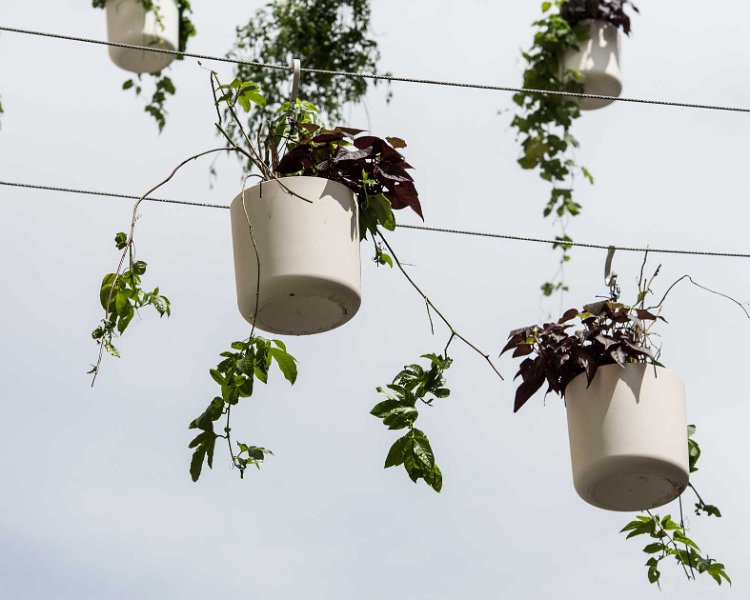 Plant-lines-Anne-Laure-Lechat-3