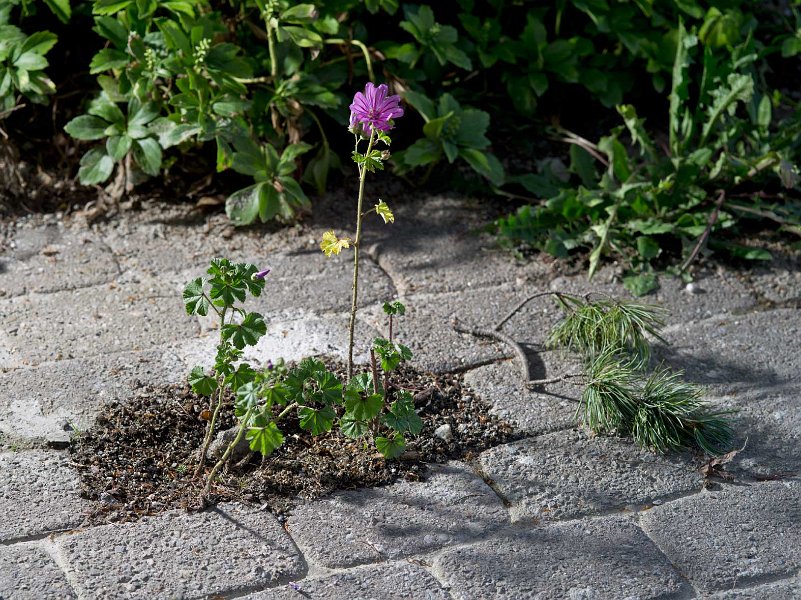 Plantae-Matthieu-Gafsou-2