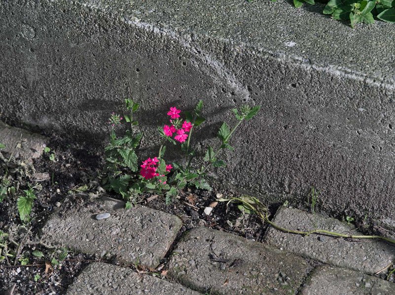 Plantae-Matthieu-Gafsou-3