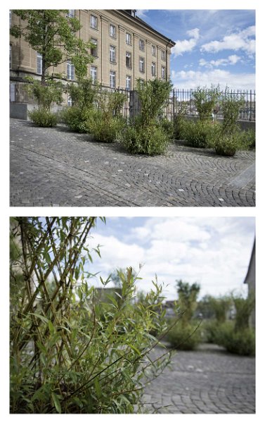 Salix-colonia-Anne-Laure-Lechat-1
