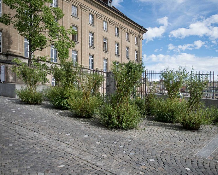 Salix-colonia-Anne-Laure-Lechat-2