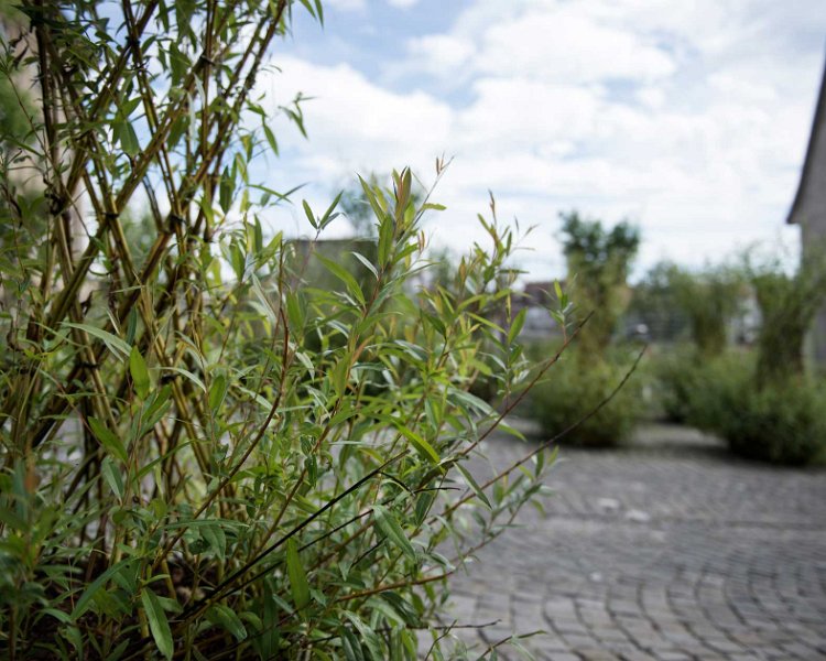 Salix-colonia-Anne-Laure-Lechat-3