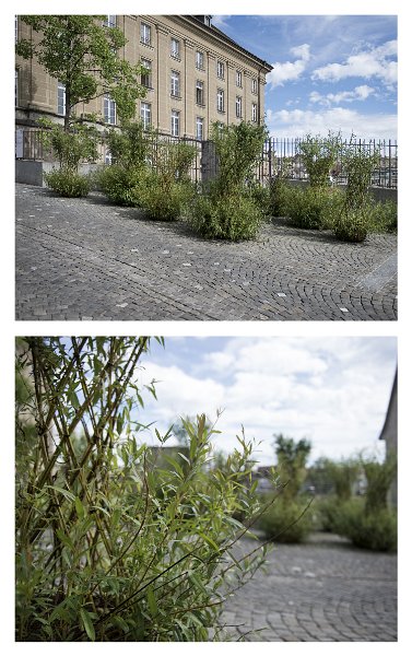 Salix-colonia-Anne-Laure-Lechat-1