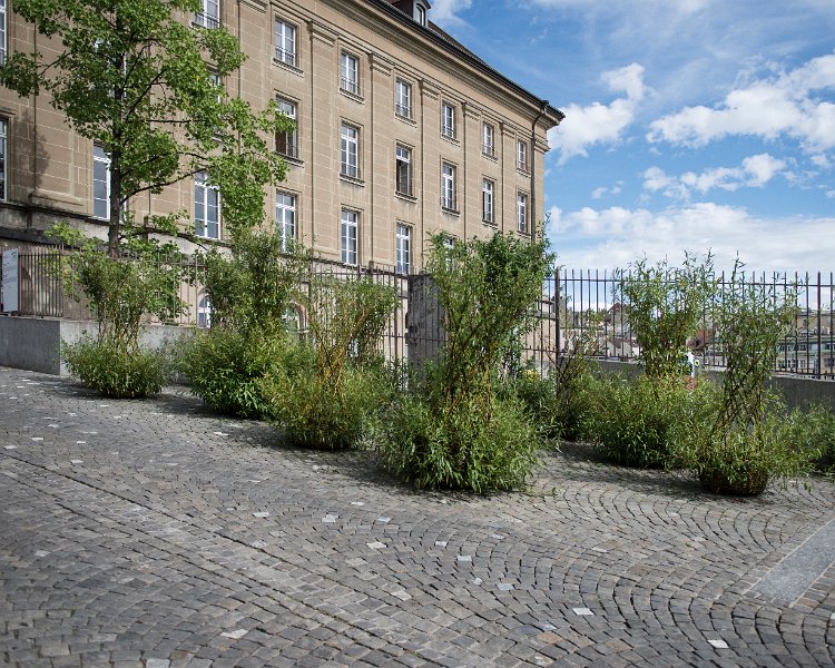 Salix-colonia-Anne-Laure-Lechat-2