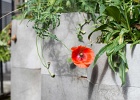 Weed pots – rue de la Tour