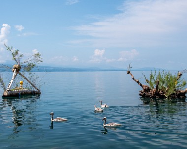 Archipelago Visite de Lausanne jardin 2024 entre Ouchy et Bellerive, Archipelago
