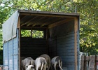 pro-specie-rara-4157.jpg