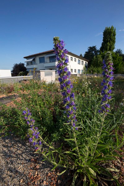 Jardins Lausanne 992