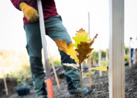 Un arbre, un enfant, 2017 Un arbre, un enfant, édition 2017. Les parents des enfants nés à Lausanne en 2016 ont planté 1716 arbres le 7 octobre 2017 sur cette parcelle.