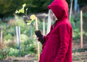 Un arbre, un enfant, 2017 Un arbre, un enfant, édition 2017. Les parents des enfants nés à Lausanne en 2016 ont planté 1716 arbres le 7 octobre 2017 sur cette parcelle.