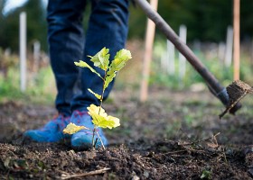 Un arbre, un enfant, 2017 Un arbre, un enfant, édition 2017. Les parents des enfants nés à Lausanne en 2016 ont planté 1716 arbres le 7 octobre 2017 sur cette parcelle.