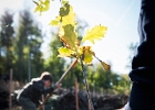 Un arbre, un enfant, édition 2017. Les parents des enfants nés à Lausanne en 2016 ont planté 1716 arbres le 7 octobre 2017 sur cette parcelle.  © VDL : SPADOM, Vernand, arbre, arbres, automne, chêne, enfant, enfants, forestier, forêt, manifestation, nature, octobre, plantation, végétal