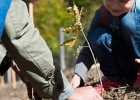 Un arbre, un enfant, édition 2017. Les parents des enfants nés à Lausanne en 2016 ont planté 1716 arbres le 7 octobre 2017 sur cette parcelle.  © VDL : Freccia, SPADOM, Vernand, arbre, arbres, automne, chêne, enfant, enfants, forestier, forêt, manifestation, nature, octobre, plantation, végétal
