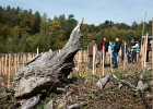 Un arbre, un enfant, édition 2017. Les parents des enfants nés à Lausanne en 2016 ont planté 1716 arbres le 7 octobre 2017 sur cette parcelle.  © VDL : SPADOM, Vernand, arbre, arbres, automne, chêne, enfant, enfants, forestier, forêt, manifestation, nature, octobre, plantation, végétal
