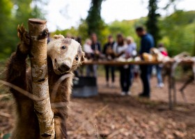 Un arbre, un enfant, édtion 2018 Un arbre, un enfant, édition 2018. Les parents des enfants nés à Lausanne en 2017 ont planté 1637 arbres le 6 octobre 2018 sur cette parcelle.