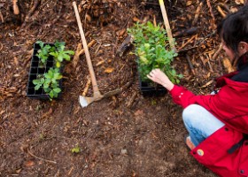 Un arbre un enfant 2019 Un arbre, un enfant, édition 2019. Les parents des enfants nés à Lausanne en 2018 ont planté 1688 arbres le 5 octobre 2019 sur cette parcelle.