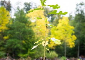 Un arbre un enfant 2019 Un arbre, un enfant, édition 2019. Les parents des enfants nés à Lausanne en 2018 ont planté 1688 arbres le 5 octobre 2019 sur cette parcelle.