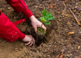 Un arbre un enfant 2019 Un arbre, un enfant, édition 2019. Les parents des enfants nés à Lausanne en 2018 ont planté 1688 arbres le 5 octobre 2019 sur cette parcelle.