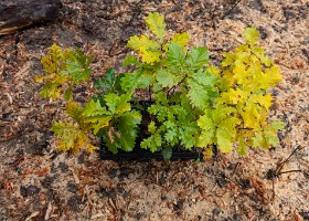 Un arbre un enfant 2020 Un arbre, un enfant: 20 ans déjà! En cette année de crise sanitaire, la manifestation n’a pu accueillir ni enfants ni familles. Cependant, 1592 arbres ont été...