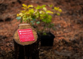 Un arbre un enfant 2020 Un arbre, un enfant: 20 ans déjà! En cette année de crise sanitaire, la manifestation n’a pu accueillir ni enfants ni familles. Cependant, 1592 arbres ont été...