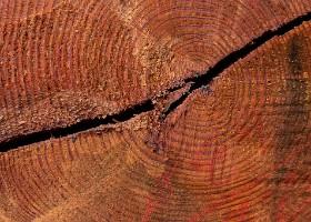Un arbre un enfant 2020 Dans la forêt de Vernand.
