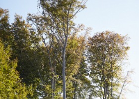 UnEnfantUnArbre23-006