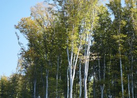 UnEnfantUnArbre23-075
