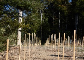 UnEnfantUnArbre23-078