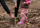 Un arbre, un enfant: édition 2025 au Chalet-à-Gobet  © VDL : 1 arbre 1 enfant, 1a1e, 1arbre1enfant, LEA, SPADOM, arbre, arbuste, bois, bucheron, bûcheron, chalet-à-gobet, enfant, famille, forêt, jorat, nature, plantage, planter, un arbre un enfant