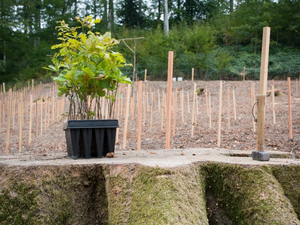 Edition 2016 Chaque automne, les parents domiciliés à Lausanne dont l’enfant est né l’année précédente sont invités à venir planter...